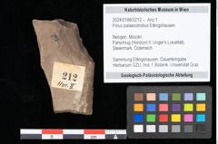 Foto (Objekt + Etikett) von Pinus palaeostrobus Ettingshausen (NHMW-GEO-2024-0188-0212)